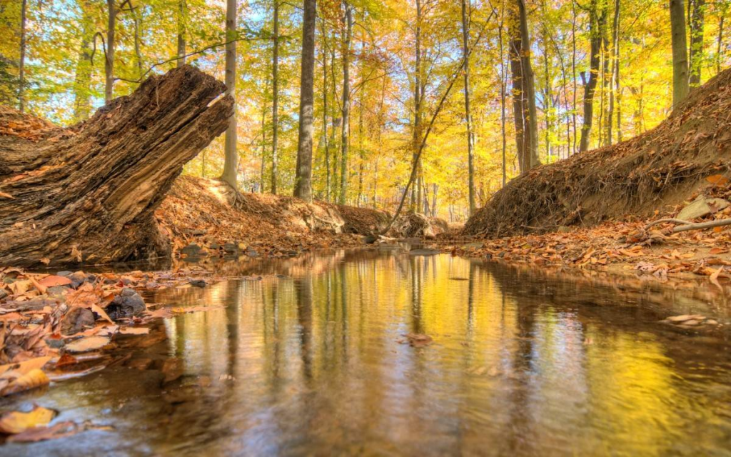 A forested part of Accotink Park in Springfield, Virginia.